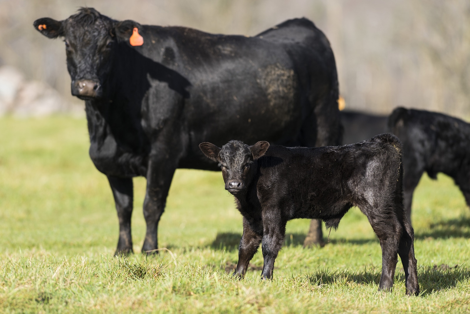 Ce spun cercetătorii despre rasa de vite Black Angus